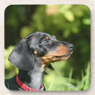 Posavasos Dachshund negro y del moreno 3 de Miniture