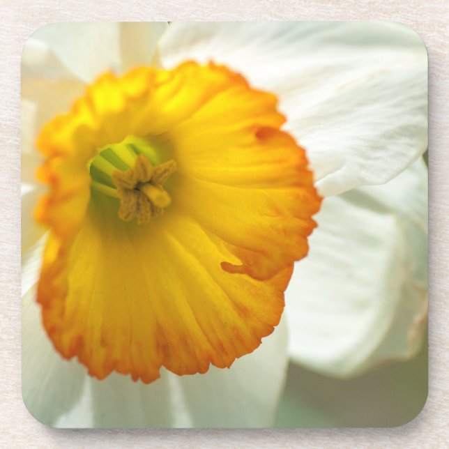 Posavasos Daffodil (Frente)