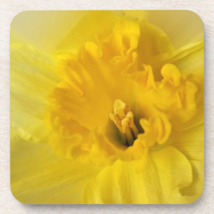 Posavasos daffodil amarillo