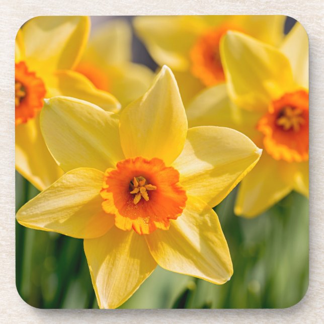 Posavasos Daffodis de primavera (Frente)