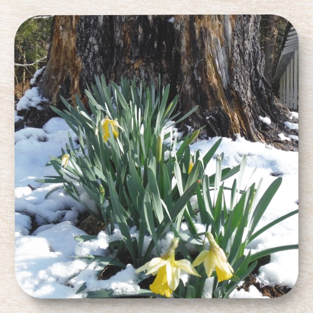 Posavasos Dafpies amarillos en la nieve (Frente)
