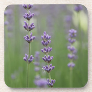 Posavasos Dainty Lavender