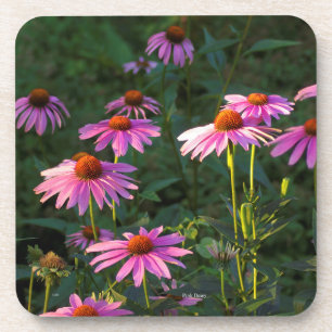Posavasos Daisies rosados conjunto de 6 ruedas de plástico