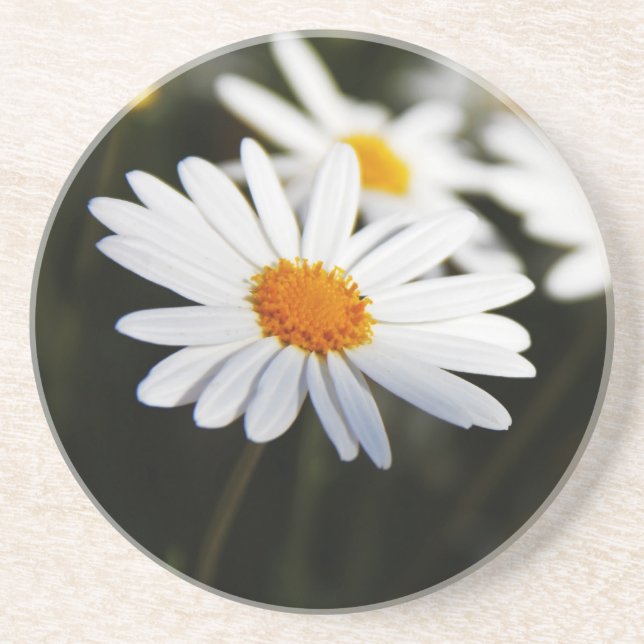 Posavasos Daisy (Frente)