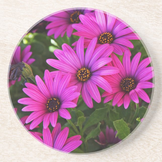 Posavasos Daisy africano púrpura (Frente)