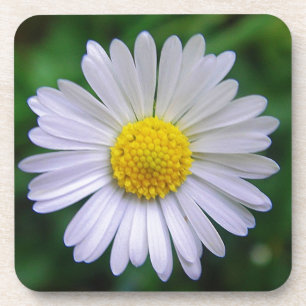 Posavasos Daisy amarillo-blanco brillante