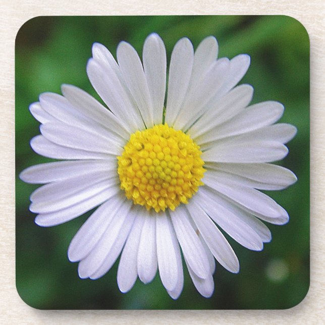 Posavasos Daisy amarillo-blanco brillante (Frente)
