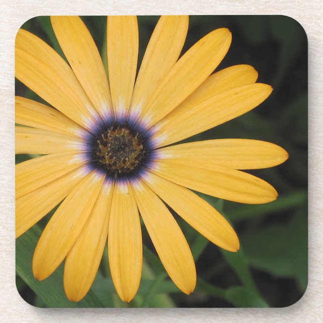 Posavasos Daisy Coaster (Frente)