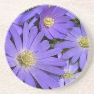 Posavasos Daisy Coasters Wildflower Morado Daisy Decoración