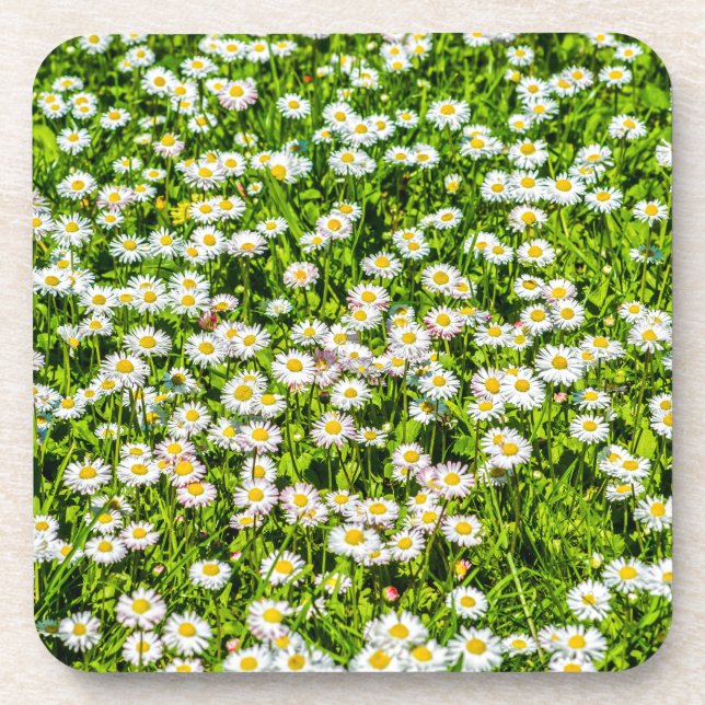 Posavasos Daisy flowers (Frente)