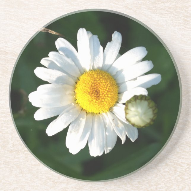 Posavasos Daisy Photo Sandstone Bebe La Pascua (Frente)