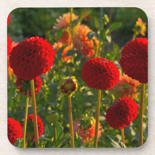 Posavasos Dalias, granja de dalias, Canby, Oregón, EE. UU. 3 (Frente)