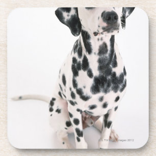 Posavasos Dalmatian