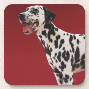 Posavasos Dalmatian