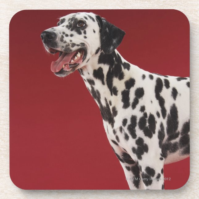 Posavasos Dalmatian (Frente)
