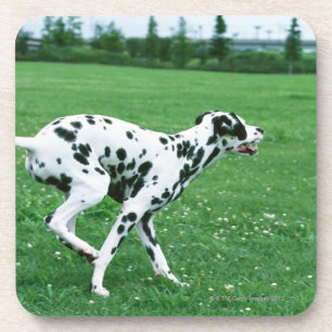 Posavasos Dalmatian