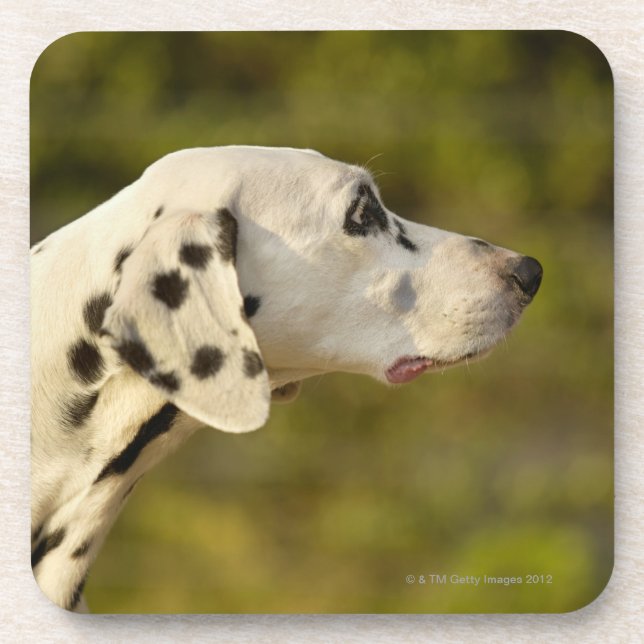 Posavasos Dalmatian 4 (Frente)