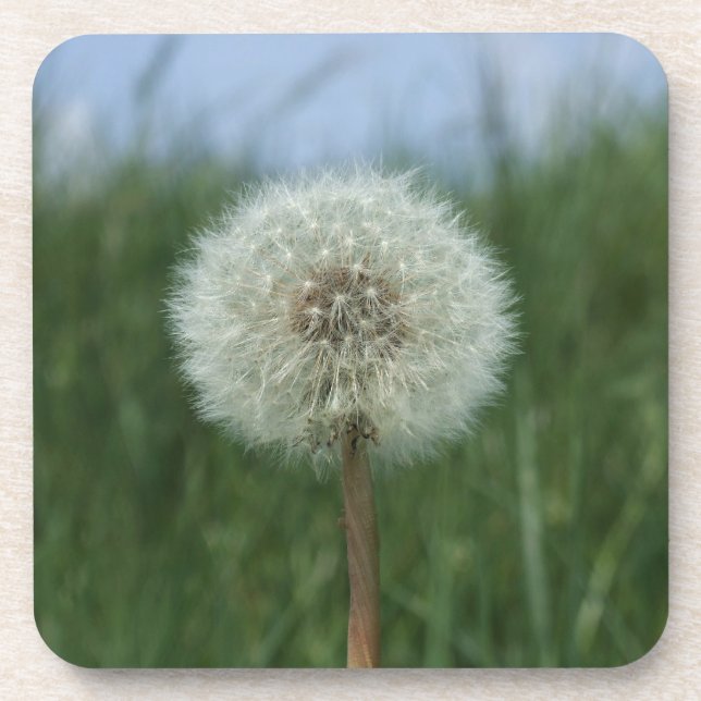Posavasos Dandelion Coasters (Frente)