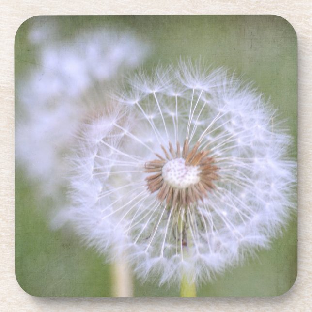 Posavasos Dandelion Flowers (Frente)