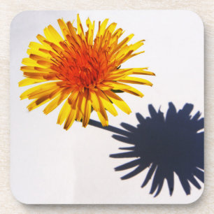 Posavasos Dandelion y el coastercán de la sombra