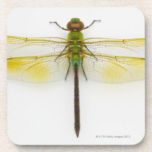 Posavasos Darner verde (junius de Anax) en el fondo blanco,