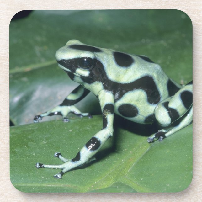 Posavasos Dart Frog venenoso (Dendrobates auratus) Cahuita (Frente)