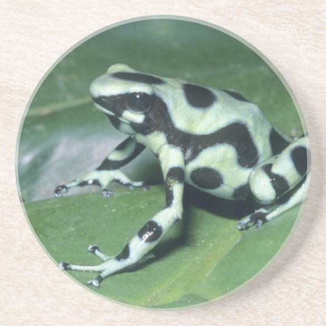 Posavasos Dart Frog venenoso (Dendrobates auratus) Cahuita (Frente)