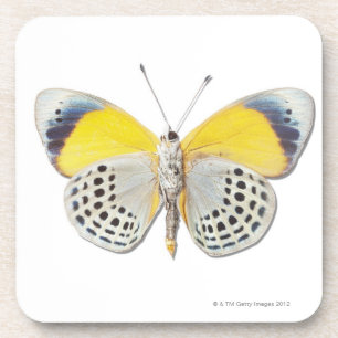 Posavasos Davisi de Calithea