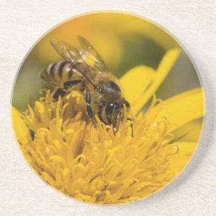 Posavasos De Arenisca Abeja Africana Con Sacos De Polen Alimentándose