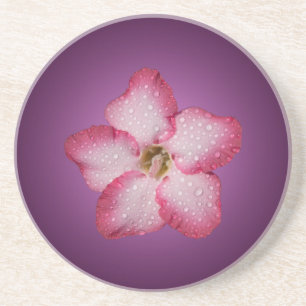 Posavasos De Arenisca Adenium Flor de Pink Flora Gradiente Violeta