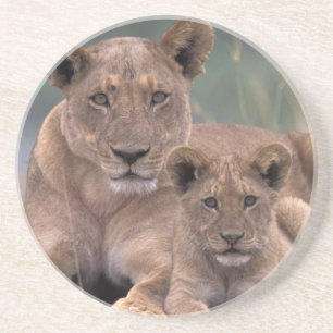 Posavasos De Arenisca África, Botswana, Delta del Okavango. Leones