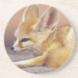 Posavasos De Arenisca África del Norte. Feneco (Fennecus zerda)