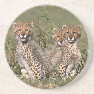 Posavasos De Arenisca África; Kenia; Masai Mara; Tres crías de guepardo