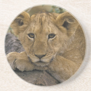 Posavasos De Arenisca África, Kenia. Retrato de un león.