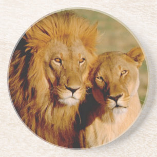 Posavasos De Arenisca África, Namibia, Okonjima. León y leona