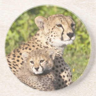 Posavasos De Arenisca África. Tanzania. Madre y crías de guepardo 2
