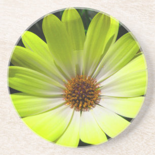 Posavasos De Arenisca African Daisy Fluorescent Yellow Coasters