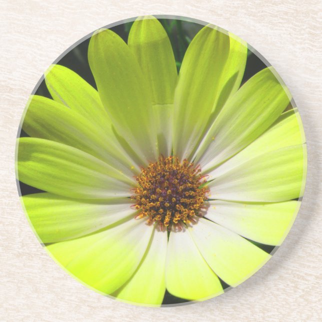 Posavasos De Arenisca African Daisy Fluorescent Yellow Coasters (Frente)