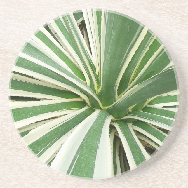 Posavasos De Arenisca Agave Plant Green y White Strike (Frente)