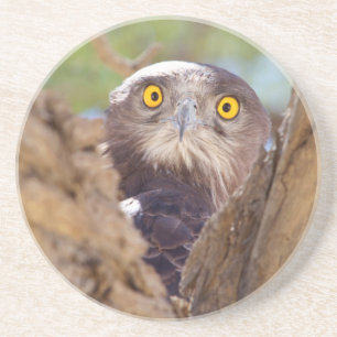 Posavasos De Arenisca Águila Culebrera Pechiblanca