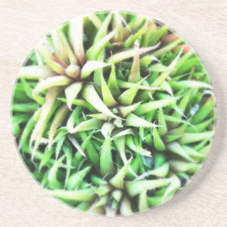 Posavasos De Arenisca Áloe verde minúsculo
