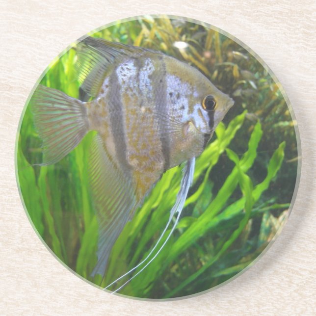 Posavasos De Arenisca Angel Fish Coaster (Frente)
