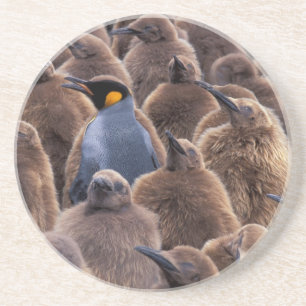 Posavasos De Arenisca Antártida, Isla Georgia del Sur, pingüinos rey