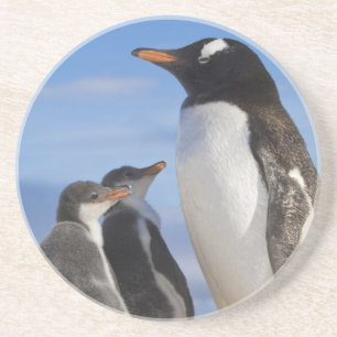 Posavasos De Arenisca Antártida, Neko Cove (Puerto). Pingüino de Gentoo