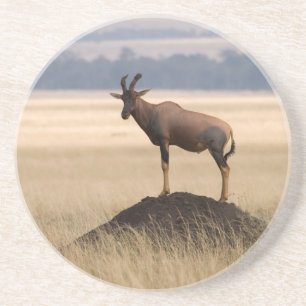 Posavasos De Arenisca Antílope de Tsessebe en el puesto de observación