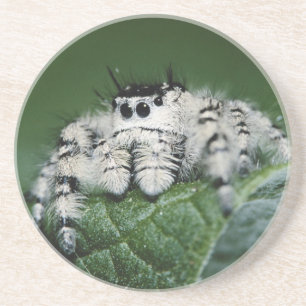 Posavasos De Arenisca Araña Saltarina Metaphid
