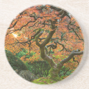 Posavasos De Arenisca Árbol De Arce En Los Jardines Japoneses En Otoño