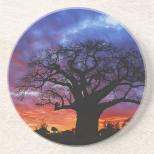 Posavasos De Arenisca Árbol de baobab africano, Adansonia digitata, 2