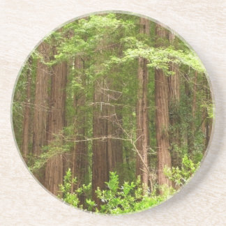 Posavasos De Arenisca Árboles de secuoya en monumento nacional Muir Wood