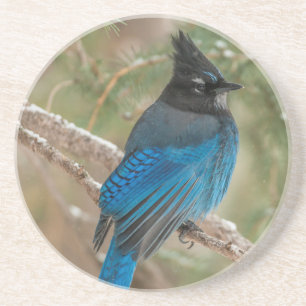 Posavasos De Arenisca arrendajo de Steller en árbol